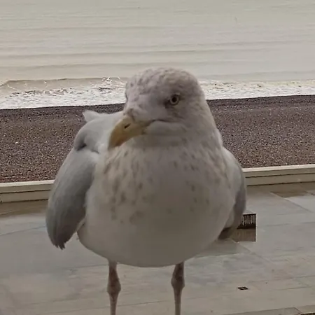 L' Entre Et Falaise Appartement Le Tréport
